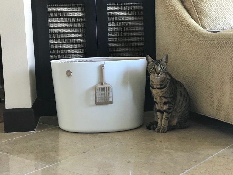 IRIS Top Entry Litter Box Review Kitty Loaf