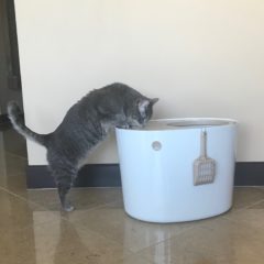 IRIS Top Entry Litter Box – Cat Investigating