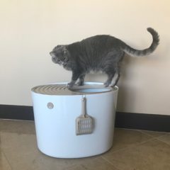 IRIS Top Entry Litter Box – Cat On Top