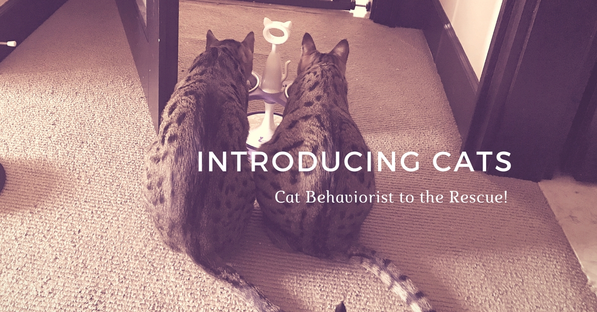 Introducing Cats Cat Behaviorist to the Rescue Kitty Loaf