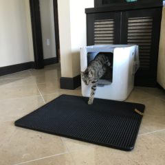 Modkat XL Litter Box – Arya Inside