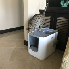 Modkat XL Litter Box – Arya on Top 2