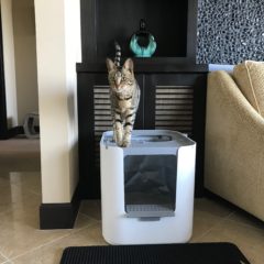 Modkat XL Litter Box – Arya on Top