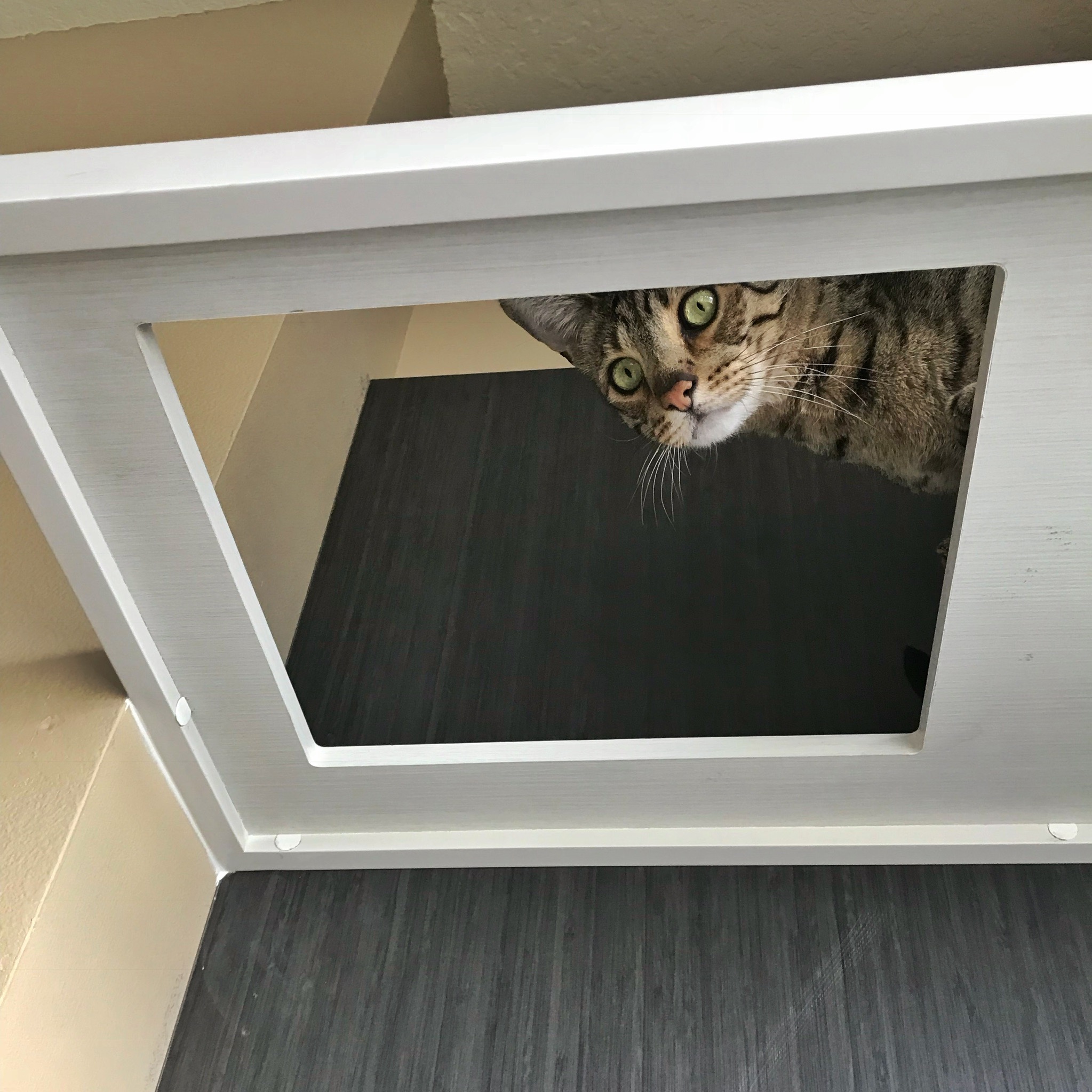 Custom Cat Shelves - Kitty Loaf - Custom Cat Shelves With Carpet