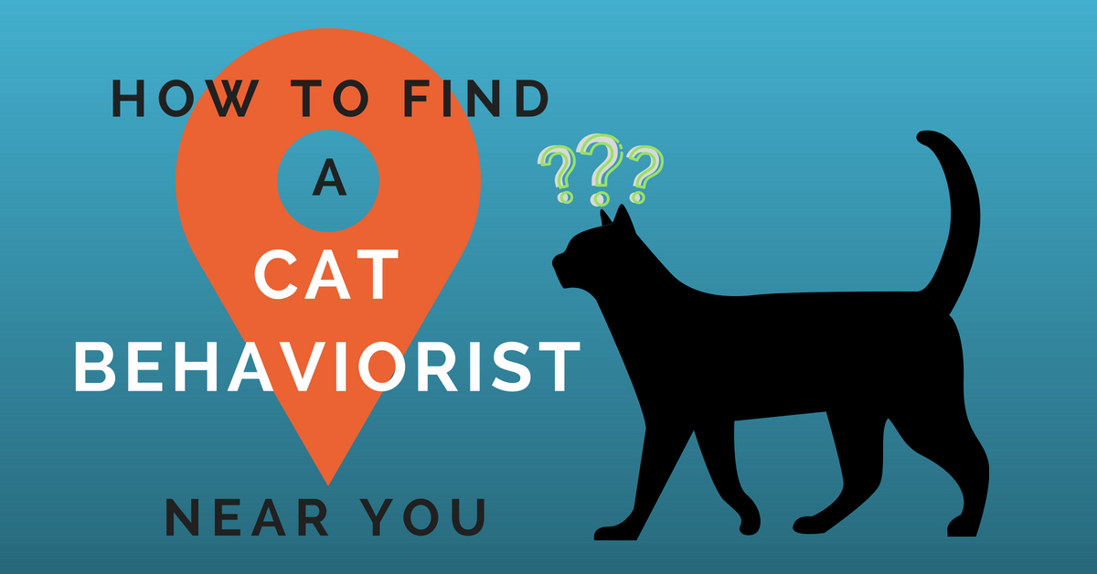 How to Find a Cat Behaviorist Near You - Kitty Loaf