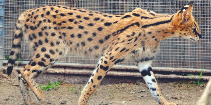 bengal cat compared normal cat