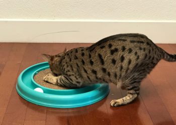 Bergan Turbo Scratcher – Arya Scratching