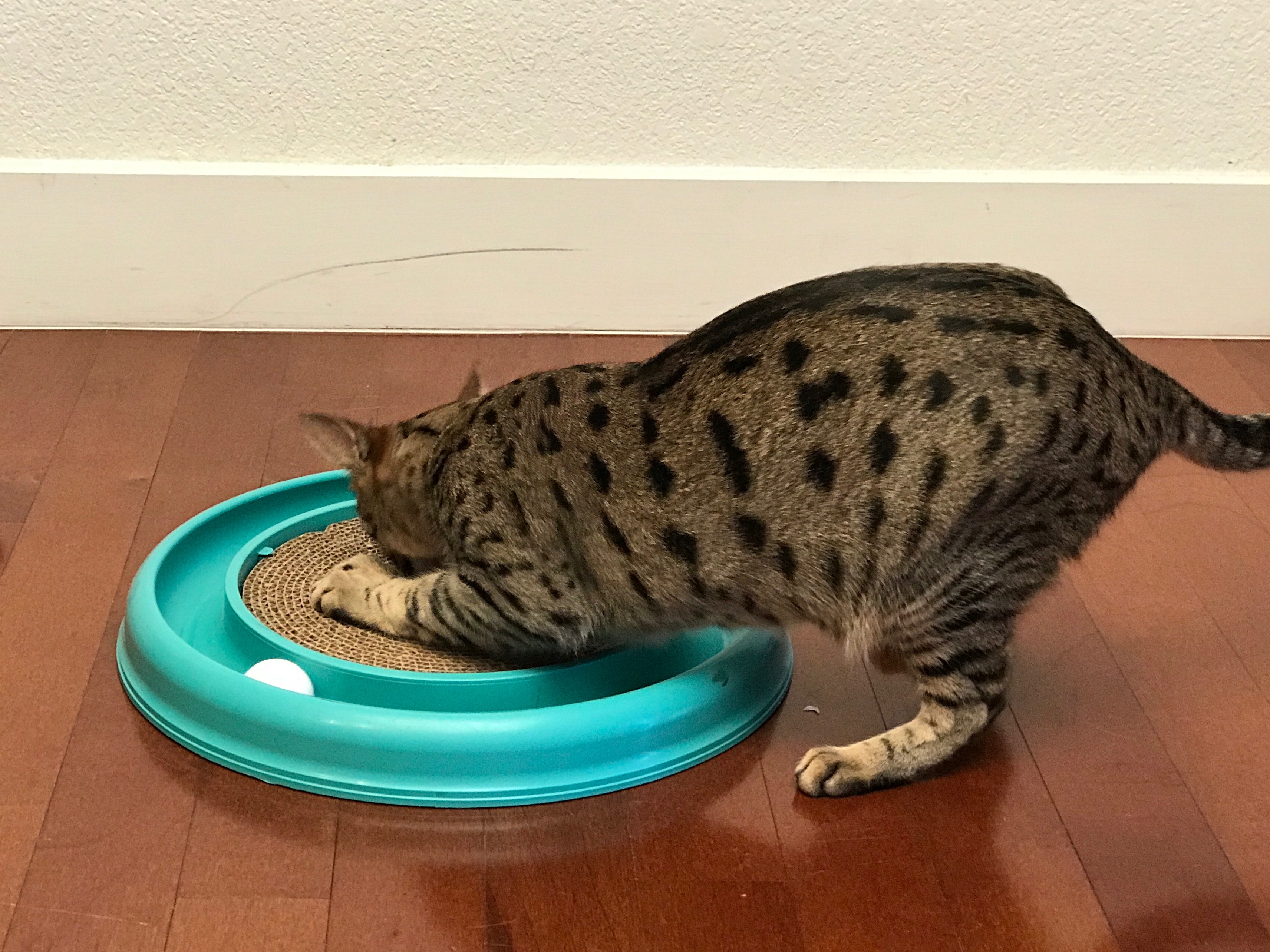 Bergan Turbo Scratcher Review Kitty Loaf