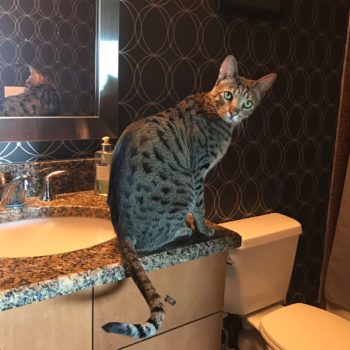 Django the F5 Savannah Cat