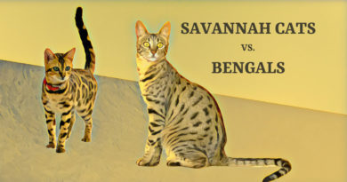 Savannah Cats vs. Bengals – Which Domestic Hybrid Cat is Right for You?