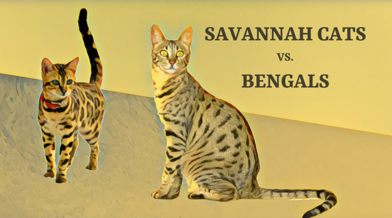 best toys for savannah cats