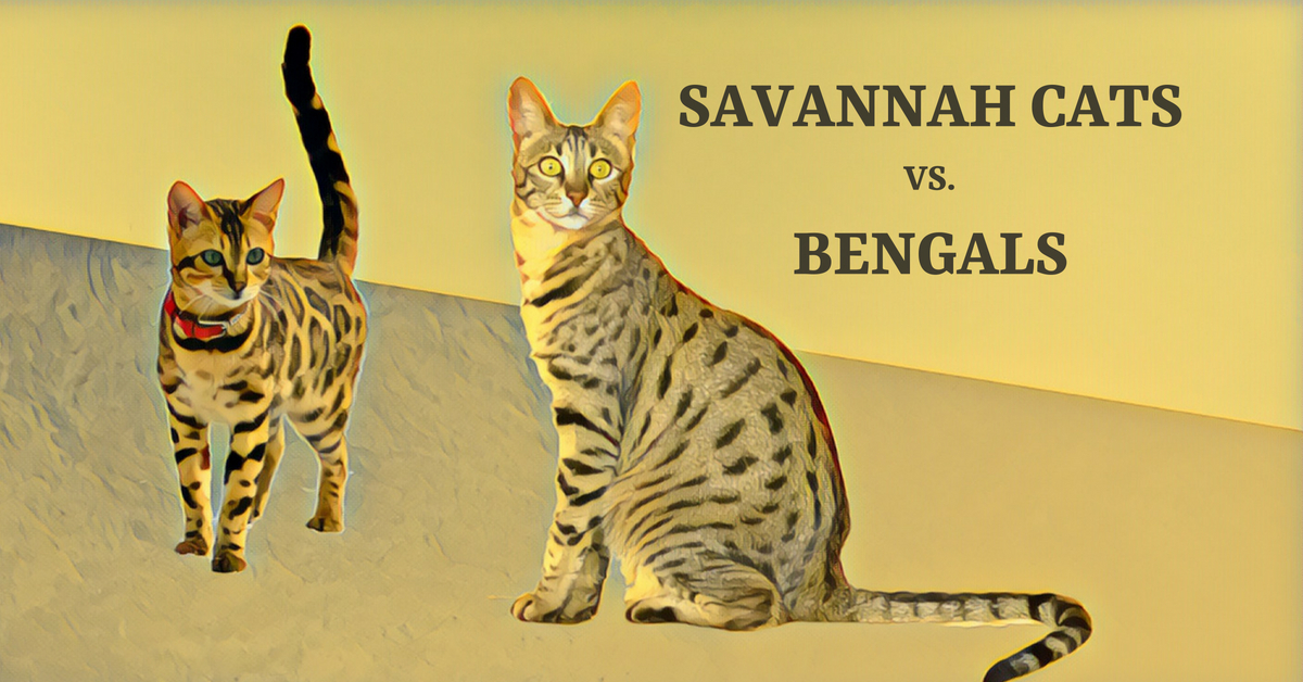 Savannah Cats vs. Bengals Which Domestic Hybrid Cat is Right for You