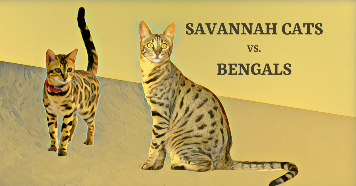 bengal cat compared normal cat