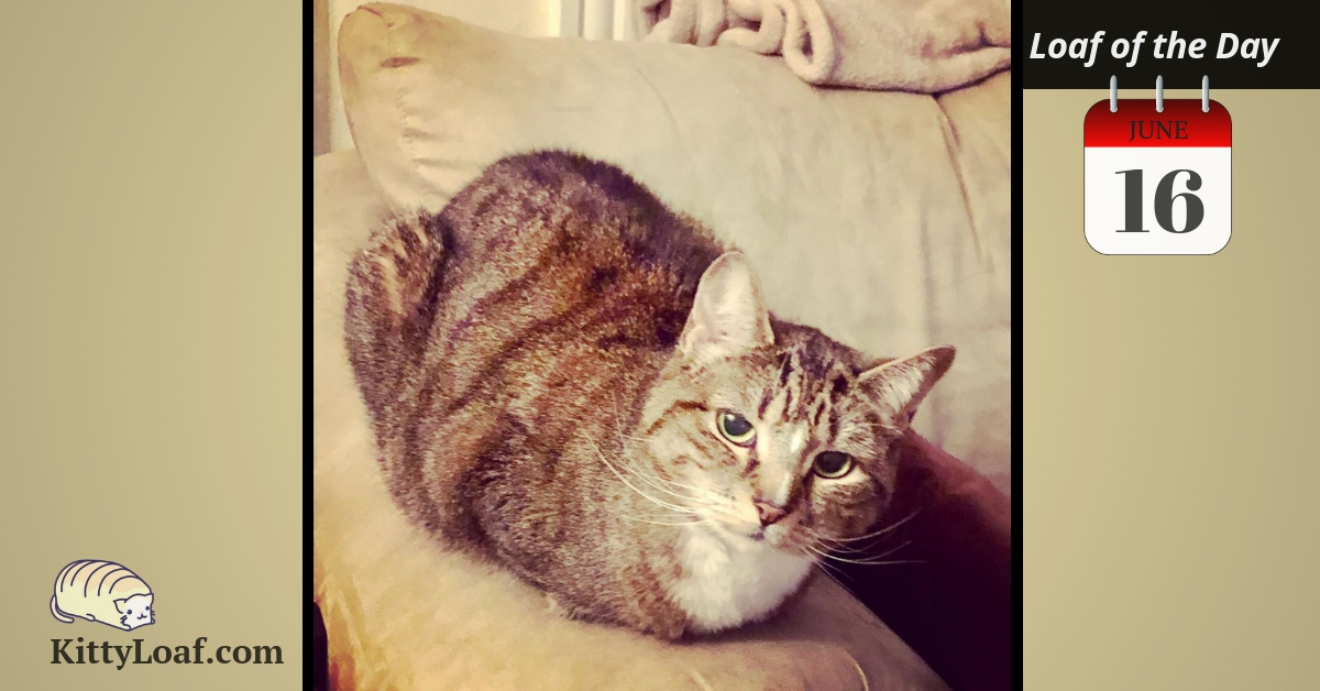 Loaf of the Day 6/16/19 Kitty Loaf