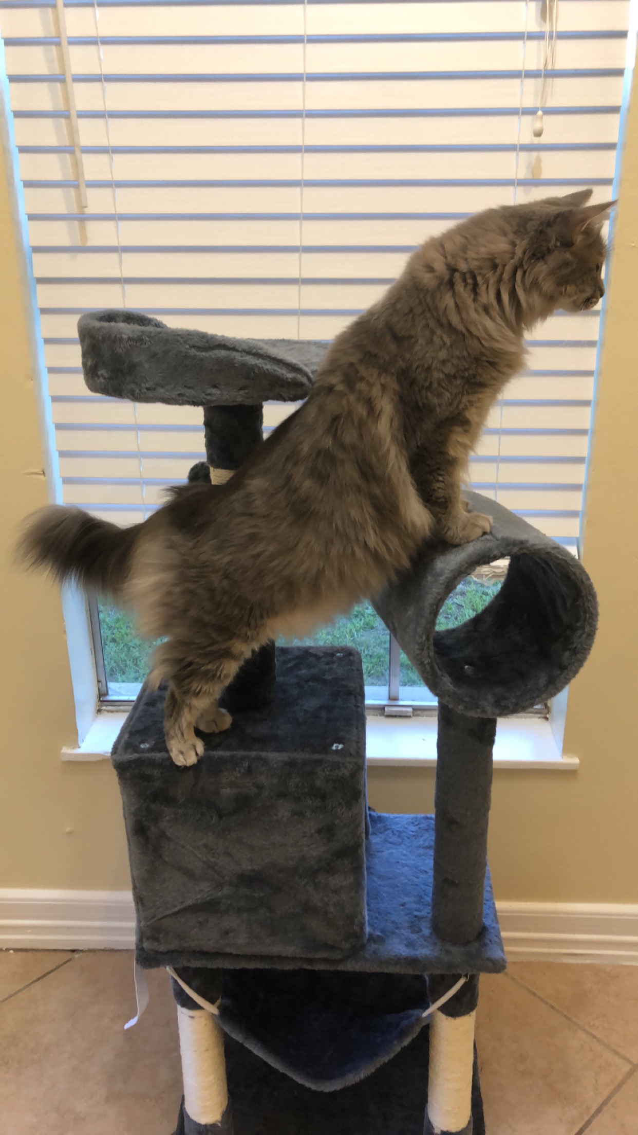 Yaheetech 52inch Cat Tree Review Kitty Loaf