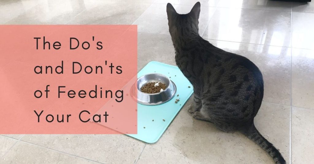 Top Modern Cat Products for Your Small Apartment Kitty Loaf