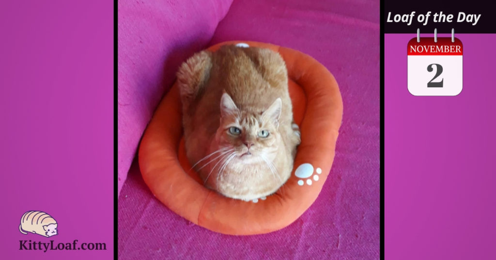 Loaf of the Day 2/11/18 Kitty Loaf