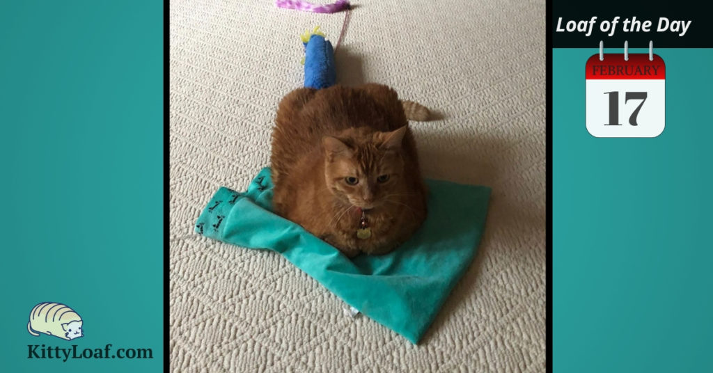 Loaf of the Day 3/9/18 Kitty Loaf