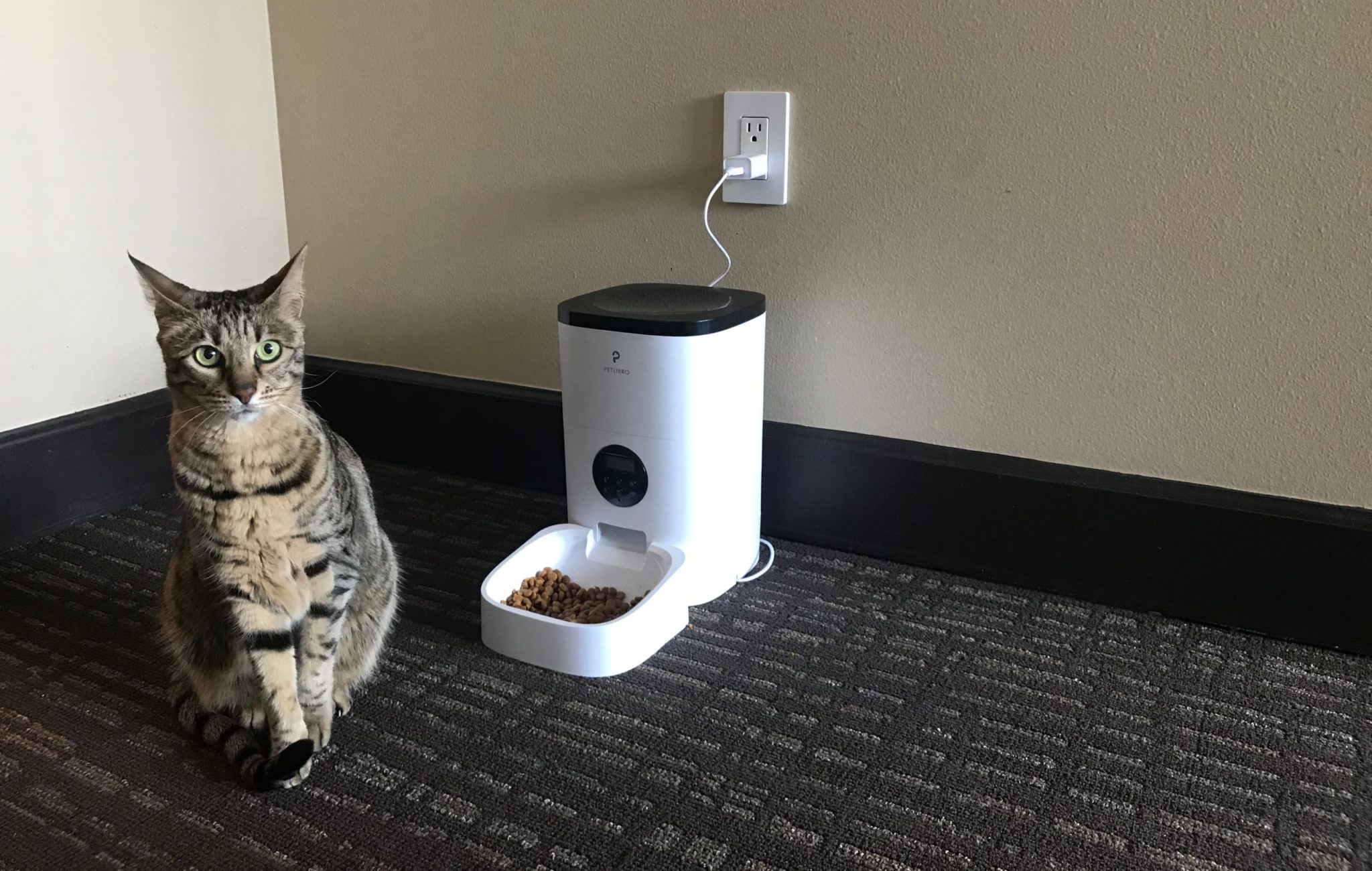 Petlibro Automatic Pet Feeder Review Kitty Loaf