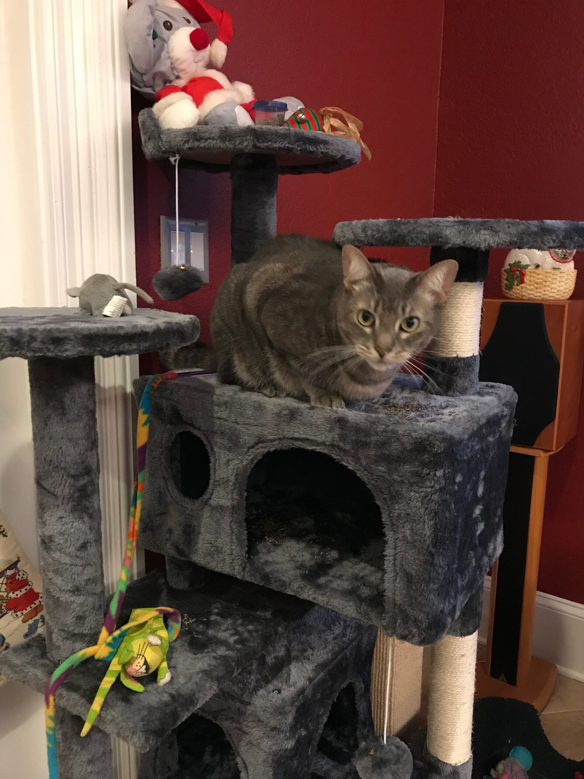 Topeakmart 54-inch Cat Tree Tower Review - Kitty Loaf