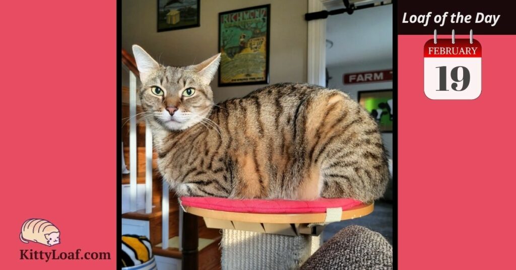 Loaf of the Day 4/16/18 Kitty Loaf